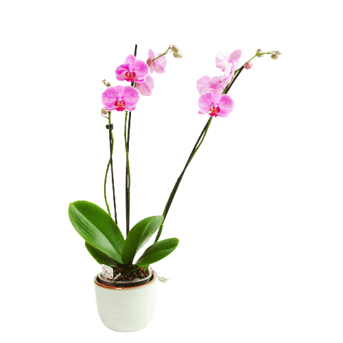 Orchidea phalenopsis con vaso ceramica