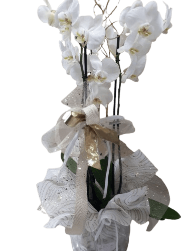 Orchidea phalenopsis in vetro