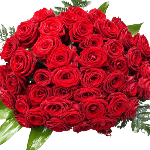 rose rosse 24 Rose rosse