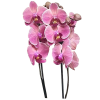 Pianta di orchidea pahalenopsis confezionata