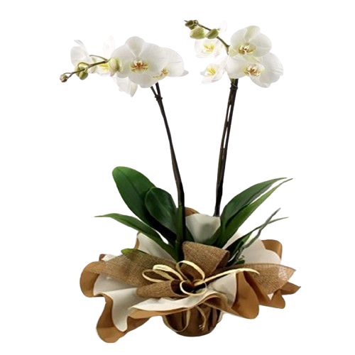phalenopsis bianca Pianta di orchidea pahalenopsis confezionata