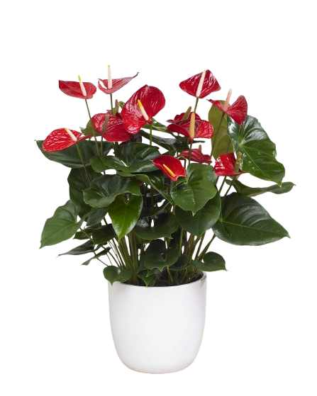 Pianta di anthurium