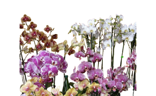 Pianta di orchidea pahalenopsis confezionata