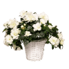 Pianta di azalea