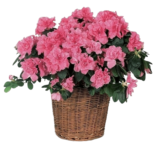 azalea rosa Pianta di azalea