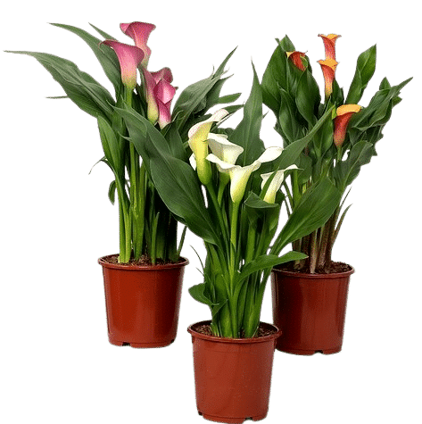 pianta di calla Pianta di calla
