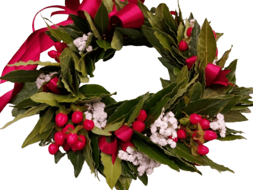 corona laurea Corona alloro white and red